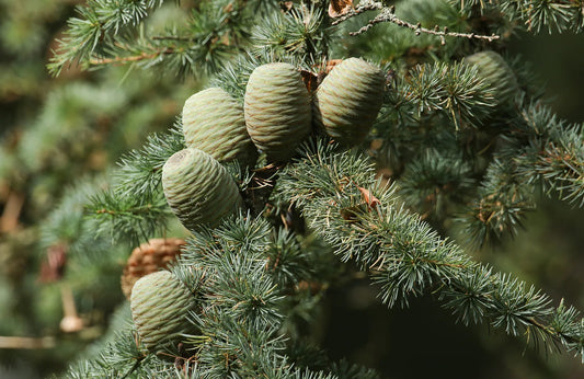 Cedar Wood Essential Oil