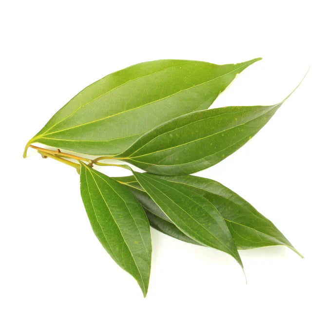 Cinnamon Leaf