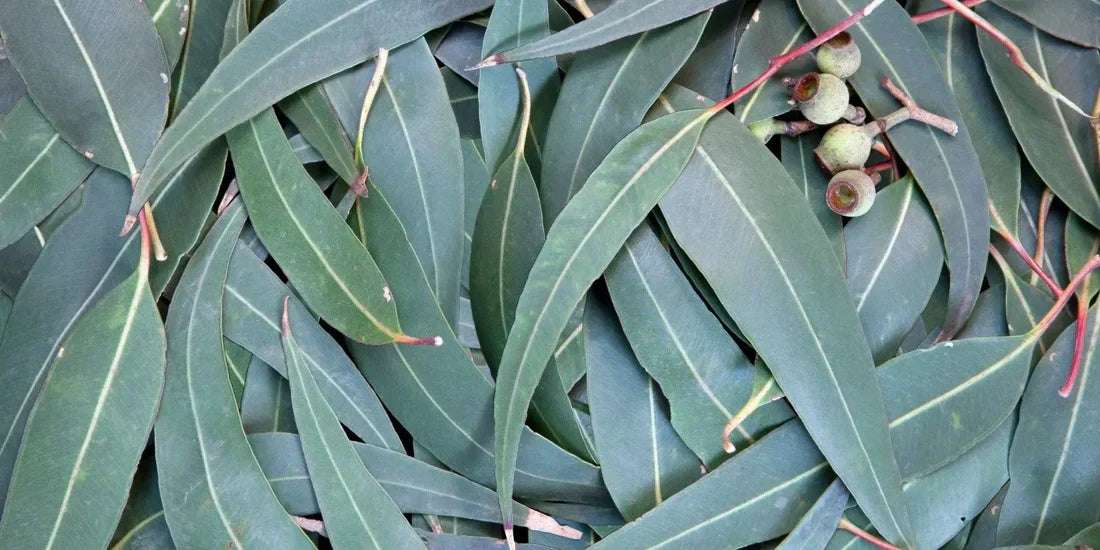 Eucalyptus Essential Oil