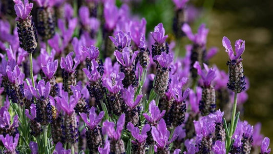 Lavender Essential Oil