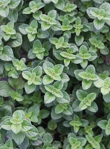 Oregano Essential Oil