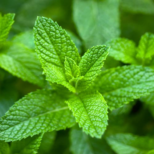 Peppermint Essential Oil
