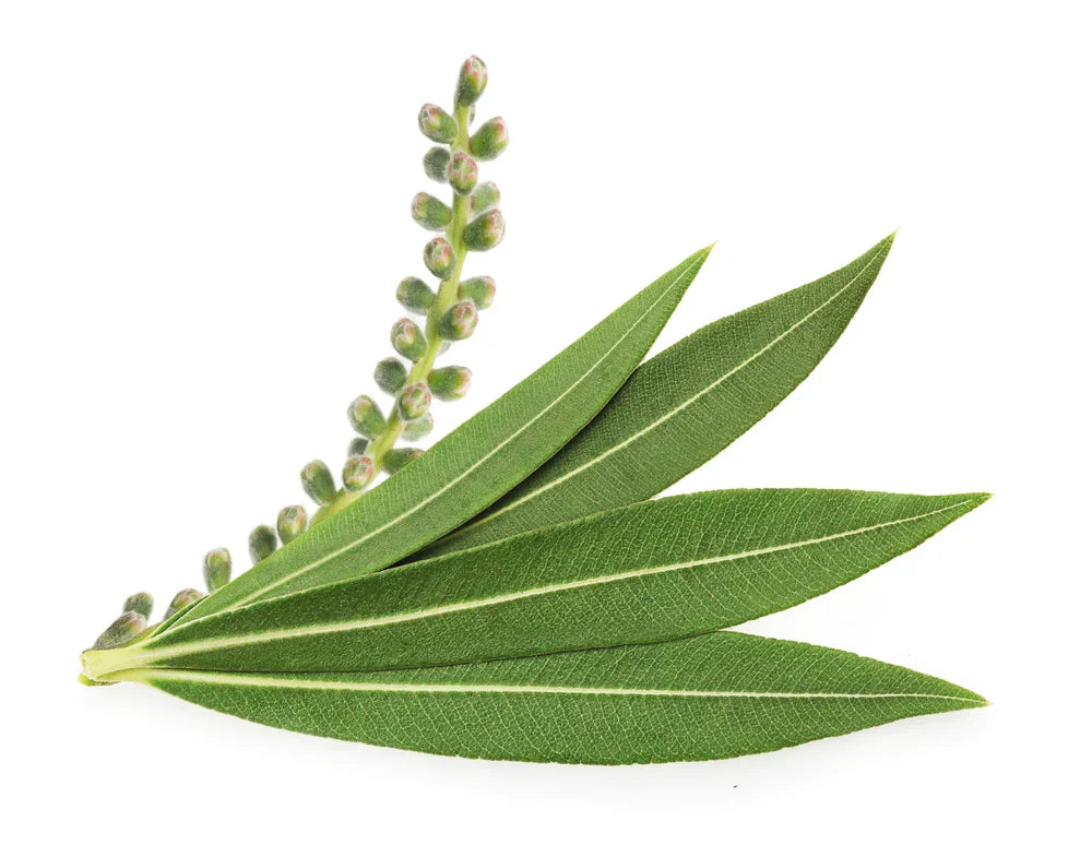 Tea Tree Essential Oil