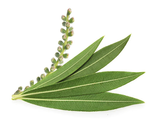 Tea Tree Essential Oil