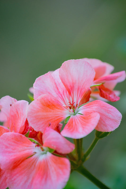 Geranium Essential Oil